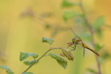 una libellula al tramonto in estate