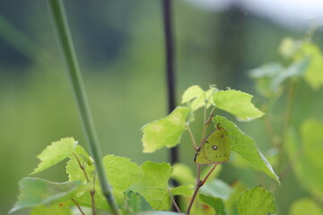 una farfalla colias crocea