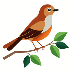 Nightingale bird vector art illustration