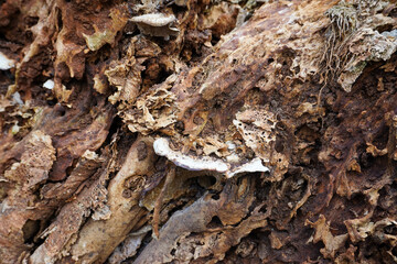 Decaying Tree Trunk Macro with Fungi Growth and Detailed Texture