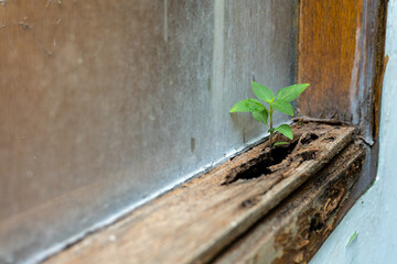 Sprout Growing Through Decayed Window Frame Represents Resilience and Perseverance
