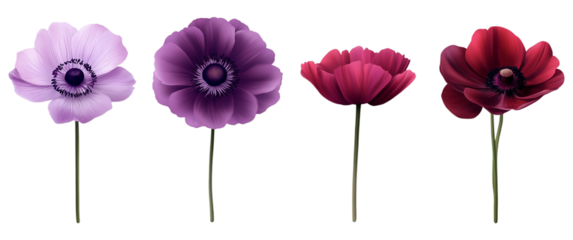 Four anemone flowers in shades of purple and red on a black background floral botanical illustration isolated on a transparent background.