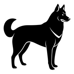 black and white dog