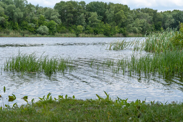 Green reeds with spring view on picturesque river on natural park. Trees and plants water edge with green rivershore. Landscape with lush foliage and dense grove near water. Atmospher in reserve.