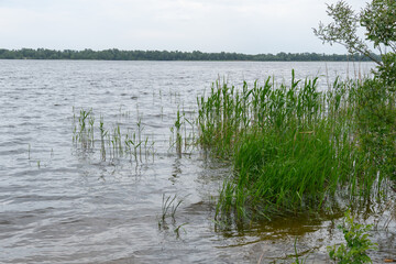 Green reeds with spring view on picturesque river on natural park. Trees and plants water edge with green rivershore. Landscape with lush foliage and dense grove near water. Atmospher in reserve.