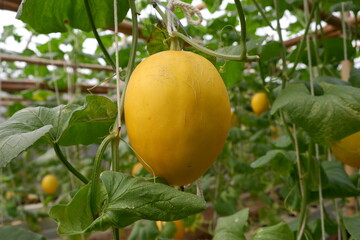 Close up of yellow canary melon hanging on branch in a plantation