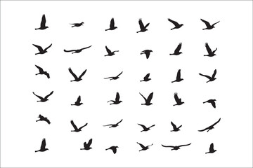 Bird Silhouette Bundle | Flying Birds Vector Clipart | SVG, PNG, EPS for Cricut & Laser Cutting

Birds Vector Silhouettes | Wildlife Animal SVG Files | Digital Bird Clipart for Crafts & Decor

Flying 