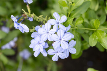 Beautiful Cape Leadwort (Plumbago auriculata) flowers.