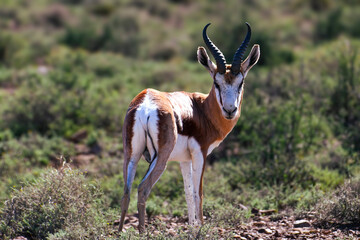 Scarface. A battle scarred springbok ram, Karoo National Park.