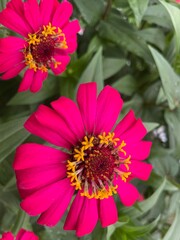 A vibrant close-up captures several bright magenta Zinnia elegans flowers in full bloom, their petals radiating from a textured yellow and maroon center.