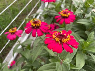 A vibrant close-up captures several bright magenta Zinnia elegans flowers in full bloom, their petals radiating from a textured yellow and maroon center.