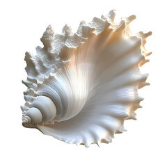 Fototapeta premium Detailed seashell with intricate texture and form