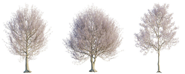 Paulownia tomentosa tree cutout png transparent background