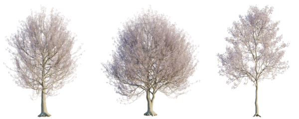 Paulownia tomentosa tree cutout png transparent background