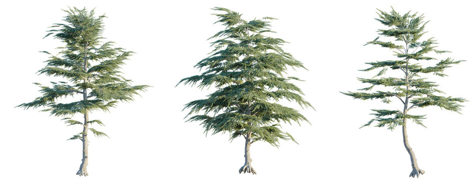 Cedrus libani tree cutout png transparent background isolate