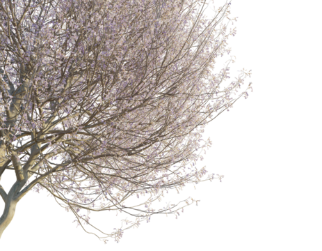 Paulownia tomentosa tree corner 4k png cutout png transparent