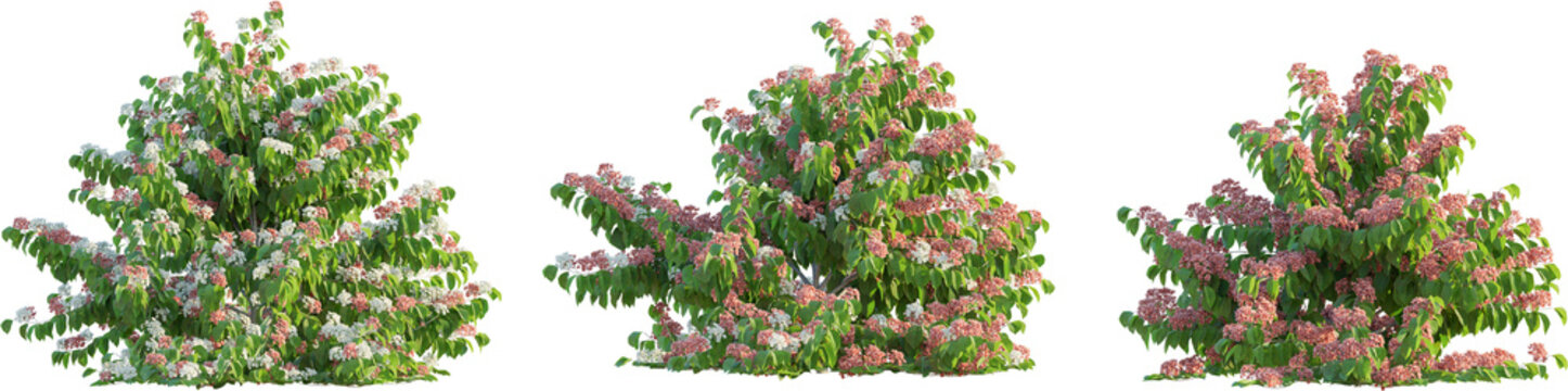 Abelia x grandiflora tree cutout png transparent background isolate