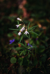 Indiana native white wildflower in a forest