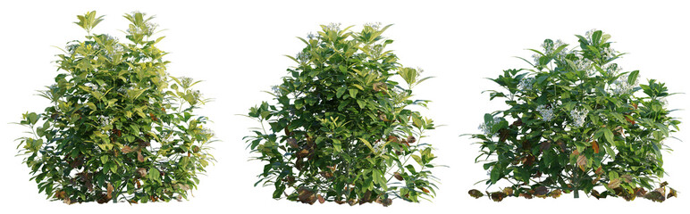 Choisya ternata Moonsleeper tree cutout png transparent background isolate