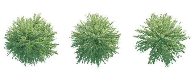 Lonicera nitida Lemon Beauty tree plan top view 4k png transparent cutout isolate background