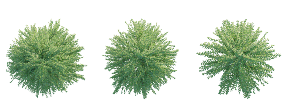Lonicera nitida Lemon Beauty tree plan top view 4k png transparent cutout isolate background