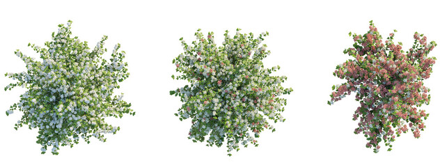 Viburnum plicatum Shasta tree plan top view 4k png transparent cutout
