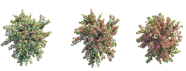 Viburnum plicatum Shasta tree plan top view 4k png transparent cutout isolate background