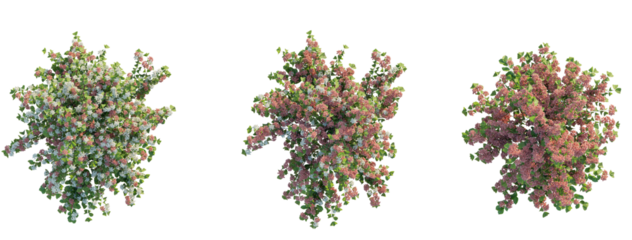 Viburnum plicatum Shasta tree plan top view 4k png transparent cutout isolate background