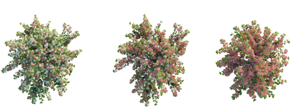 Viburnum plicatum Shasta tree plan top view 4k png transparent cutout isolate background