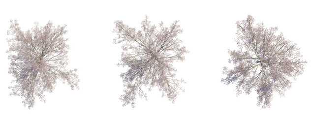 Paulownia tomentosa tree plan top view 4k png transparent cutout isolate background © Đỗ Hải