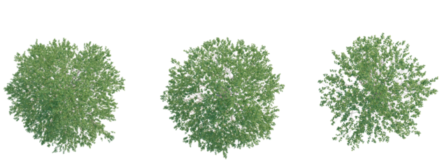 Alnus glutinosa tree plan top view 4k png transparent cutout isolate background