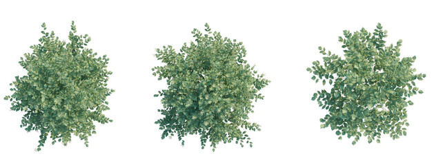 Sambucus nigratree plan top view 4k png transparent cutout
