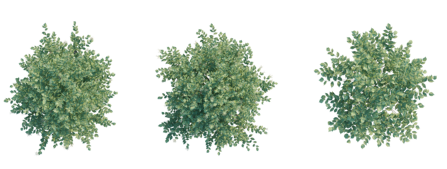 Sambucus nigratree plan top view 4k png transparent cutout