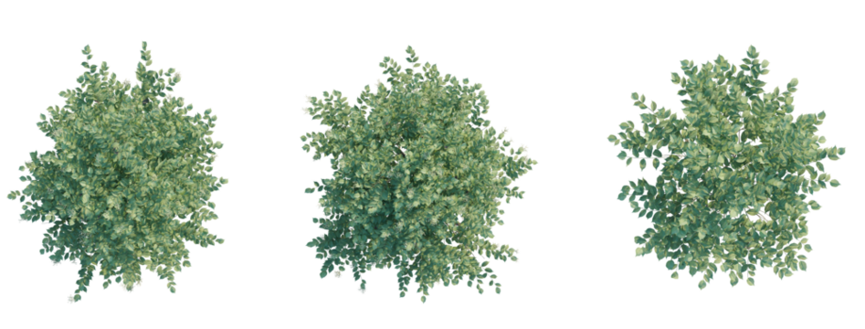 Sambucus nigratree plan top view 4k png transparent cutout
