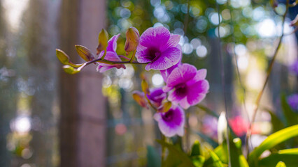 Close-up of a blooming Dendrobium orchid in a tropical garden.