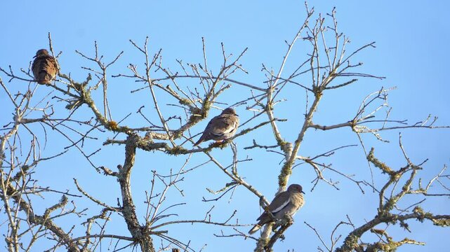 Three White-winged Doves in Barren Winter Tree - Blue Sky