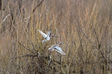 The teal is the smallest of the river ducks