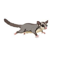 Naklejka premium Whimsical Sugar Glider: A charming sugar glider depicted in a lively pose, showcasing its unique gliding membrane and captivating features against a clean background.