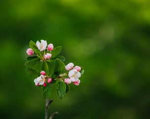 pink and white flowers on a branch