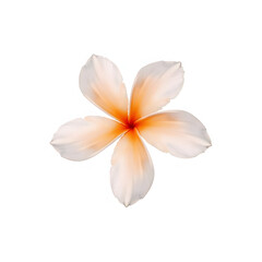 Obraz premium frangipani flower isolated on white