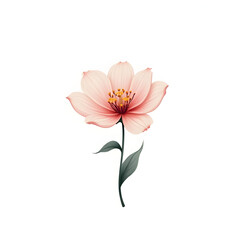 Obraz premium pink lily isolated on white