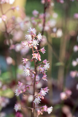 Beautiful Coral Bells (Heuchera sanguinea) flowers.