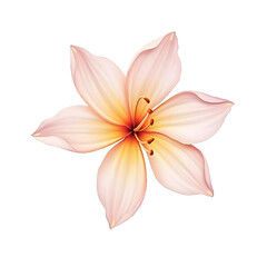 pink lily isolated on white background