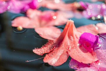 A peaceful image showcasing pink and red petals floating on calm water, evoking a sense of tranquility