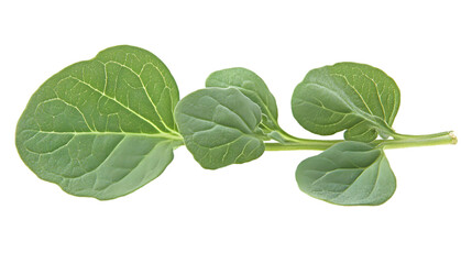 Isolated Green Leafy Plant on Transparent Background Closeup Photo