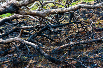 Fallen tree area of devastation caused by wild fires in Snowdonia in Wales
