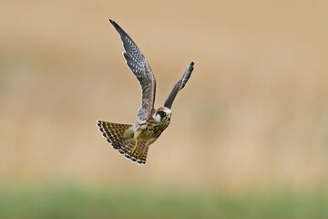 Red-footed falcon (Falco vespertinus)