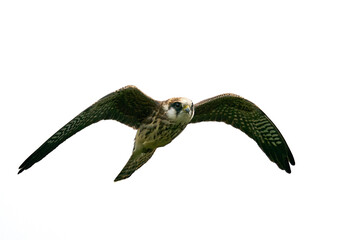 Red-footed falcon (Falco vespertinus)
