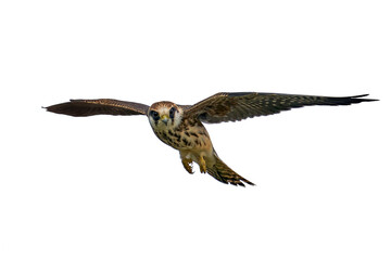 Red-footed falcon (Falco vespertinus)