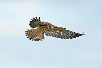 Red-footed falcon (Falco vespertinus)
